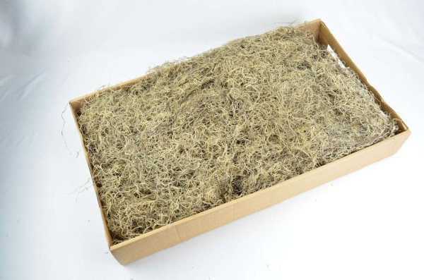 Dschungel Forest Moos 1kg