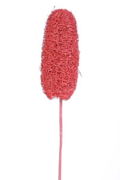 Luffa frosted am Stab im Tray 10-15cm