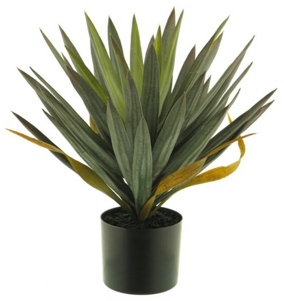 Yucca im Topf H50cm