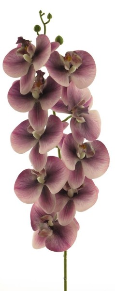 Phalaenopsis Tita Zweig L88cm