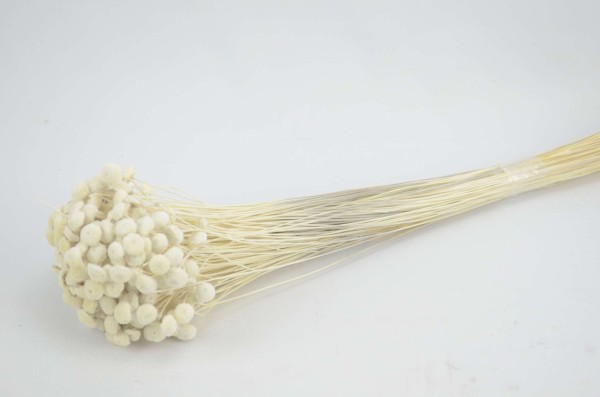 Botao Branco 100gr 45cm