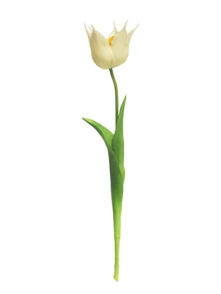 Tulpe Sally x1 offen L45cm