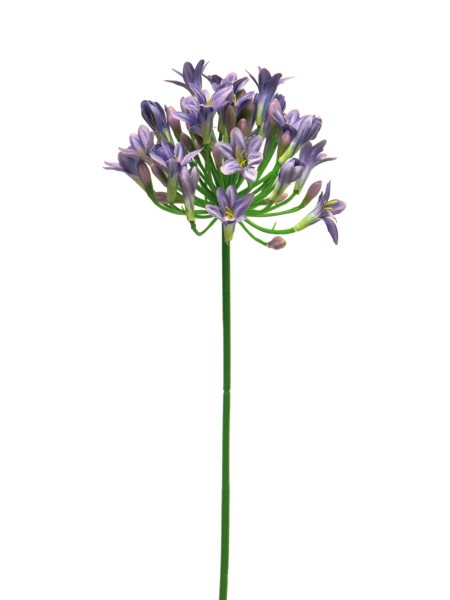 Agapanthus Lady L75cm