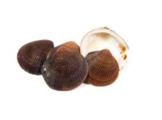 Muschel Cockles 1kg