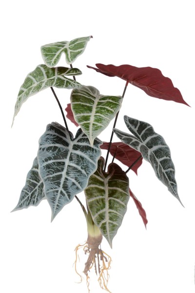 Caladium Pflanze x12 Bl. L47cm