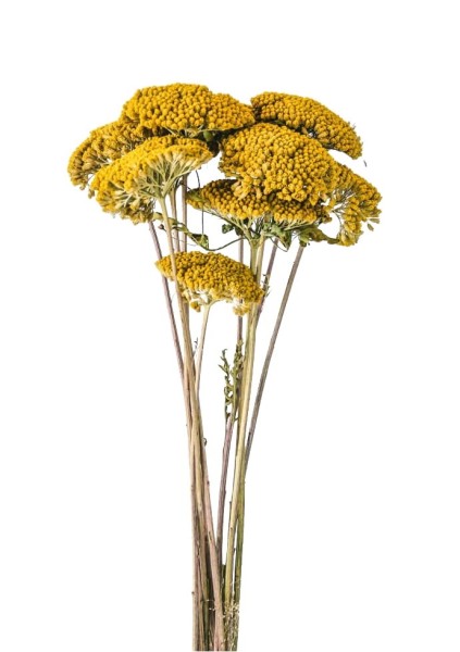 Achillea 1kg natur