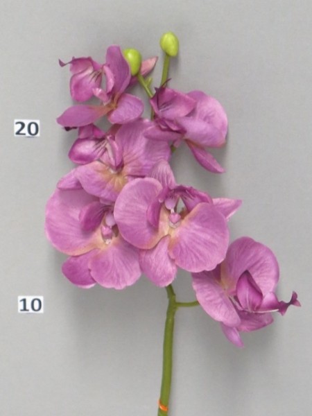 Mini Orchidee Pick L33cm