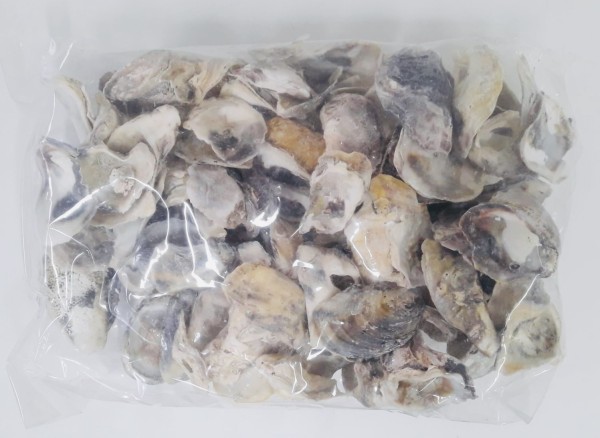 Muschel Oester Talaba 1kg