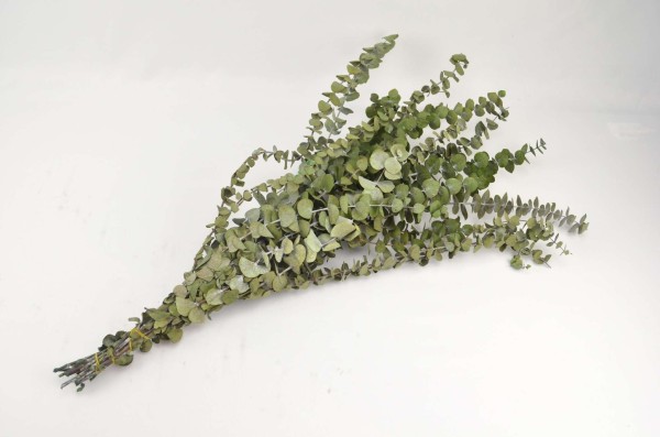 Eukalyptus silverdollar präpariert 85gr