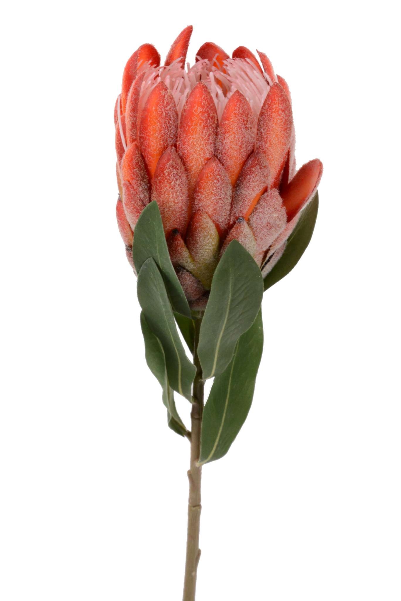 Protea Nerifolia L66cm | künstliche Frühjahr | Blumen | 2024 Floristik Sommer Schmidt & F2024