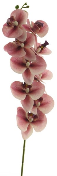 Phalaenopsis Tita Zweig L88cm