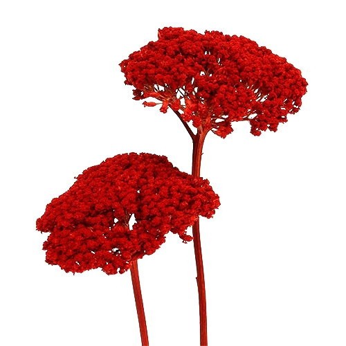 Achillea 1kg mohnrot