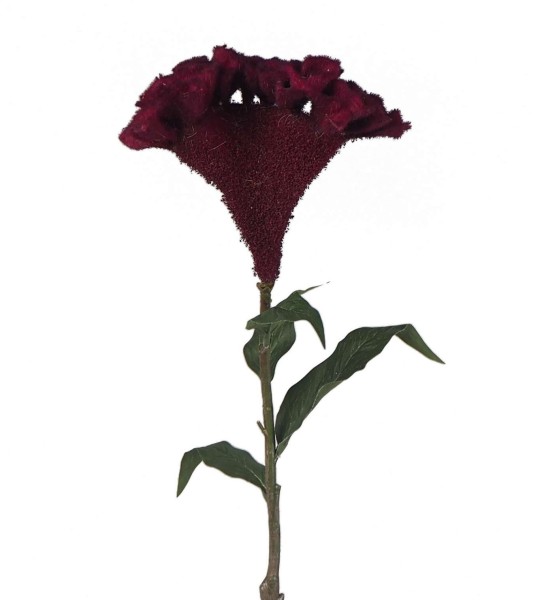 Celosia Zweig XL L72cm