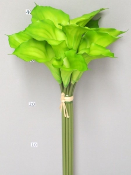 Calla Bund x12 L45cm