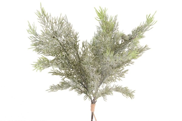 Juniperus Busch x3 L41cm