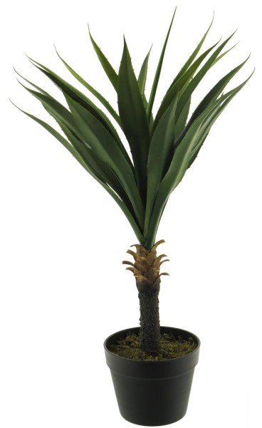 Yucca im Topf H75cm