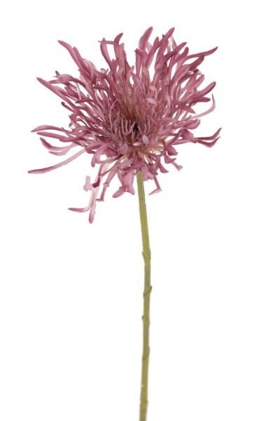 Chrysantheme Spider L46cm